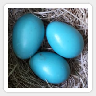 Robin Blue Eggs in Nest Sticker